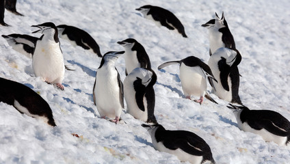 Fototapeta premium Chinstrap Penguins - South Shetland Islands - Antarctica