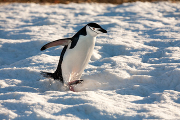 Chinstrap Penguin - South Shetland Islands - Antarctica