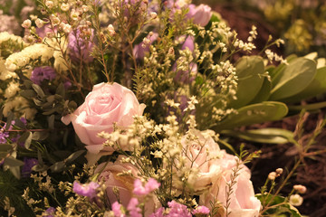 The beauty of soft pink rose 2