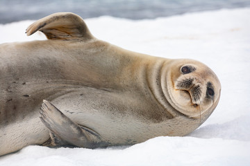 Antarctic fur seal - South Shetland Islands - Antarctica