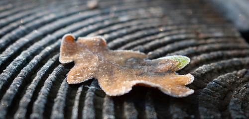 Single frozen oak leaf on wood pattern_2