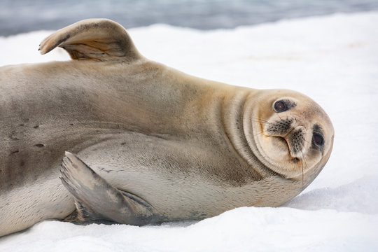 Antarctic fur seal - South Shetland Islands - Antarctica