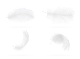 set of falling white bird feather on white background  vector