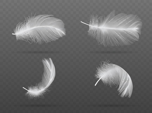 Fototapeta set of falling white bird feather on a dark background  vector