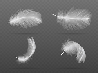 set of falling white bird feather on a dark background  vector