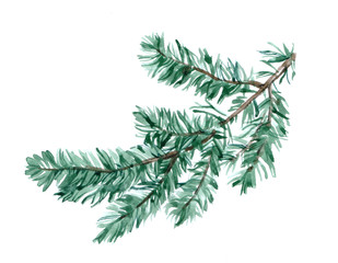 Spruce branch isolated on a white background illustration