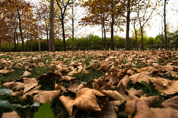 Autumn fallen leaves. Yellow leaves. Writing area. Background.