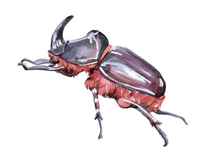 Watercolor single rhinoceros beetle insect animal isolated on a white background illustration.	