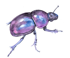 Watercolor single beetle insect animal isolated on a white background illustration.	