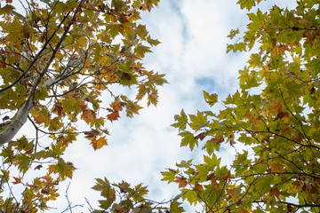 Tree stretching to the sky. Autumn. Writing area. Background