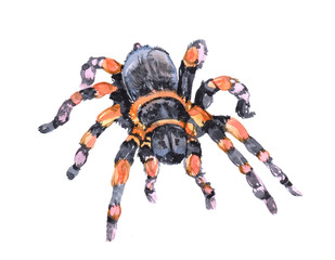 Watercolor single tarantula insect animal isolated on a white background illustration.	