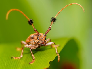 Close-up front of a Hairy Tuft-bearing Longhorn or Aristobia horridula (Hope) resting on green blade leaf with green nature blurred background.