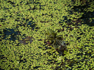 Grenouille verte sautant dans une mare de lentilles d'eau. A la surface, de dos.
