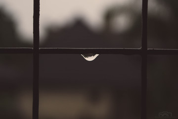 rain drop