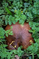 Wild mushrooms hidden in the greens. writing area.