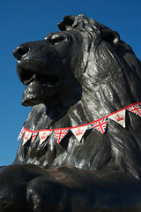Heroic close-up of Trafalgar Square lion in London, UK, installed in 1867, with British Union Jack flag bunting under bright blue sky - obrazy, fototapety, plakaty