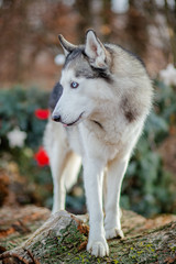 Close up portrait of a cute, funny and happy Siberian husky dog with open eyes sitting .