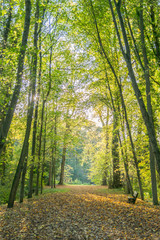 foret
