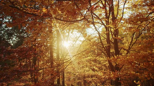 Spectacular autumn forest landscape at sunset. Idyllic pristine nature of wood orange golden trees and sun rays shining.