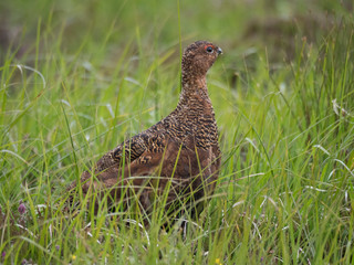 Lagopède d'Ecosse (Lagopus lagopus scotica) femelle dans l'herbe et la bruyère en été. Ile de Handa en Ecosse.