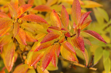 Fototapeta premium Bright Forsythia leaves with spider web on leaves. Autumn concept. Close-up.