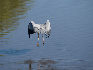 Héron cendré (Ardea cinerea) en vol de dos au dessus de l'eau.