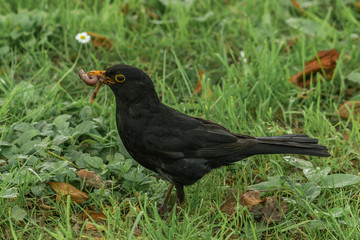 Blackbird holding a worm that has hunted among the grass