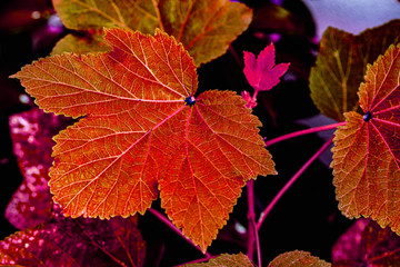 Background of colored wet autumnal  leaves in a morning