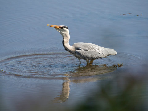 H&eacute;ron cendr&eacute; (Ardea cinerea) dans l'eau qui p&ecirc;che. Avalant un poissont dans son gosier.