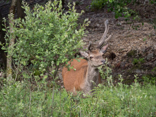 Cerf élaphe (Cervus elaphus) mâle avec bois.