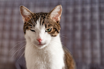 Portrait of an evil stray cat. The cat looks maliciously, incredulously.