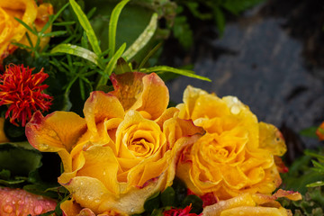 Nahaufnahme - Gelbe Rosen mit Wassertropfen