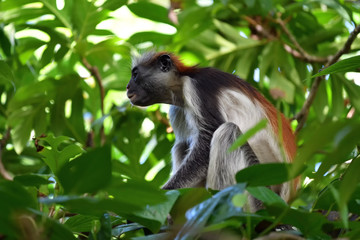 Zanzibar red colobus in Jozani forest. Tanzania, Africa