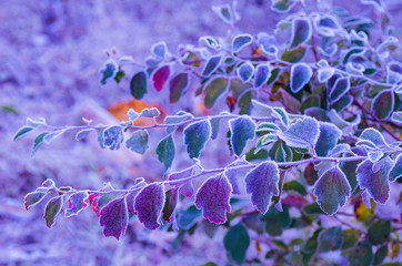 Background from bright leaves covered with hoarfrost. Autumn frosts. Close-up.