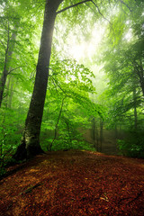 Obraz premium forest in fog