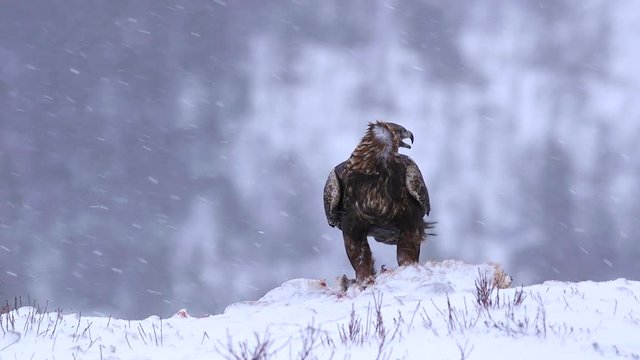 Stunning Scene Golden Eagle On Ground Another Landing In Front Fly Away