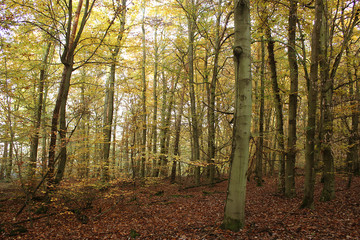 Obraz premium herbstlicher Wald im Spessart