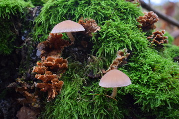 Pilze auf Baumstumpf