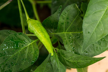 A Serrano Chili on the Plant