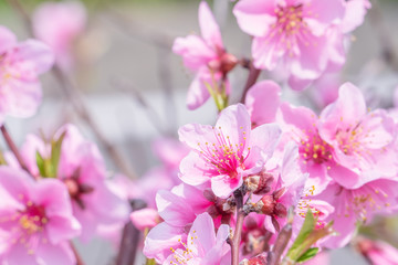 Beautiful and elegant pale light pink peach blossom flower on the tree branch at a public park garden in Spring, Japan. Blurred background.