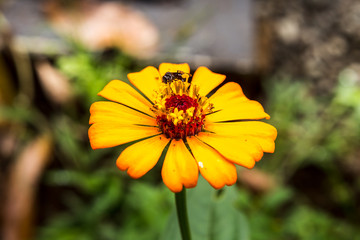Closeup of an Orange Flower with a Busy Bee