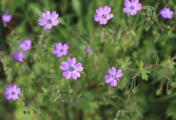 Pyrenean Geranium grows in shrubbery, lawns, fields, gardens, parks, roadside, ditches, railroads,...