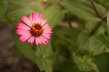 Closeup of a Pink Flower