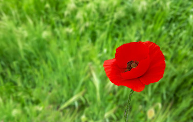 red poppy in a field