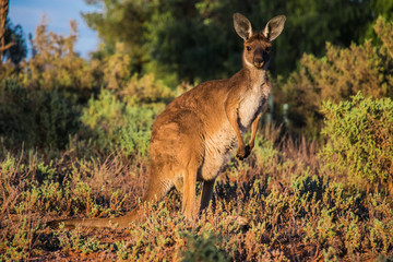 Naklejka na ściany i meble A wild Kangaroo in the Australien outback