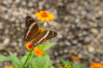 Butterfly on an Orange Flower