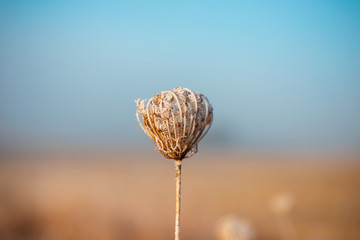 frozen dry grass