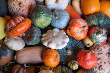 A backdrop of vibrant miniature pumpkins, squash and gourds
