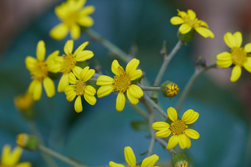 Obraz premium flores de colores en su ambiente natural