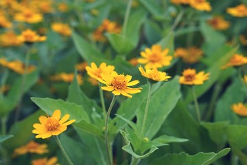 close up beautiful blossoming wild Creeping dairy yellow flower with retro vintage tone color filter - soft focused